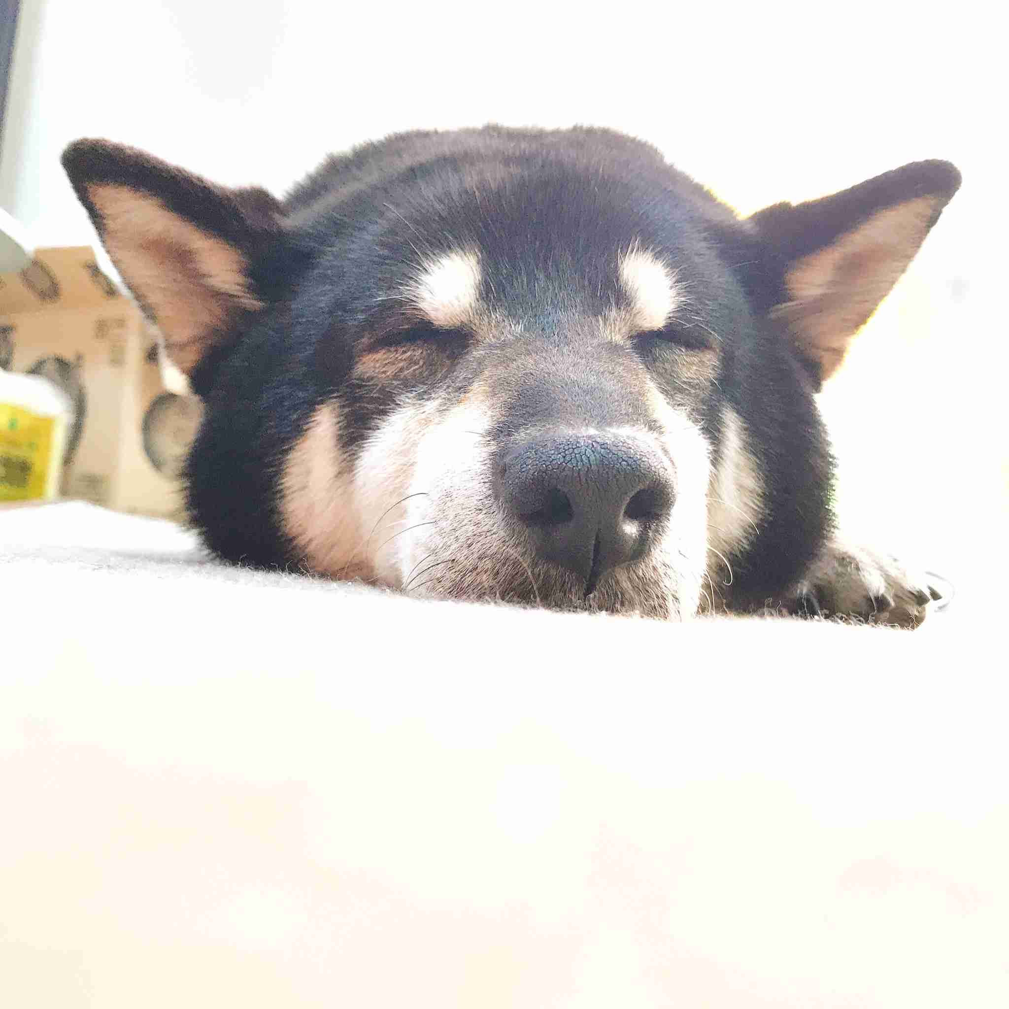本日の終わりに柴犬を愛でるトピ