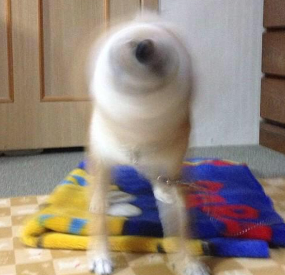 本日の終わりに柴犬を愛でるトピ