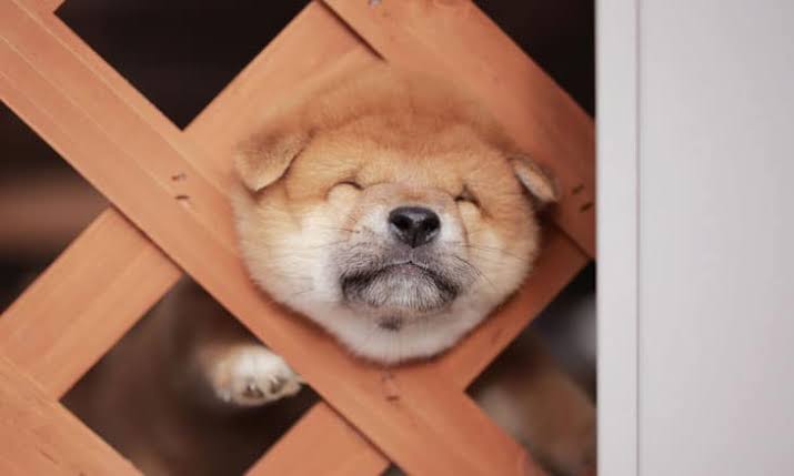 本日の終わりに柴犬を愛でるトピ