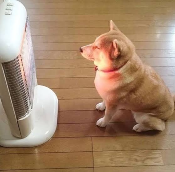 本日の終わりに柴犬を愛でるトピ