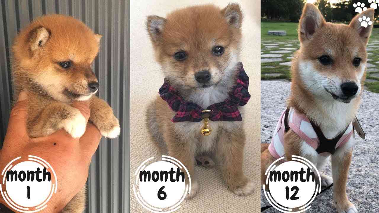 本日の終わりに柴犬を愛でるトピ