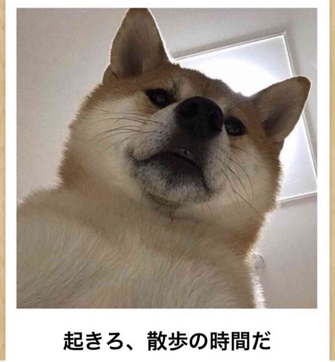 本日の終わりに柴犬を愛でるトピ