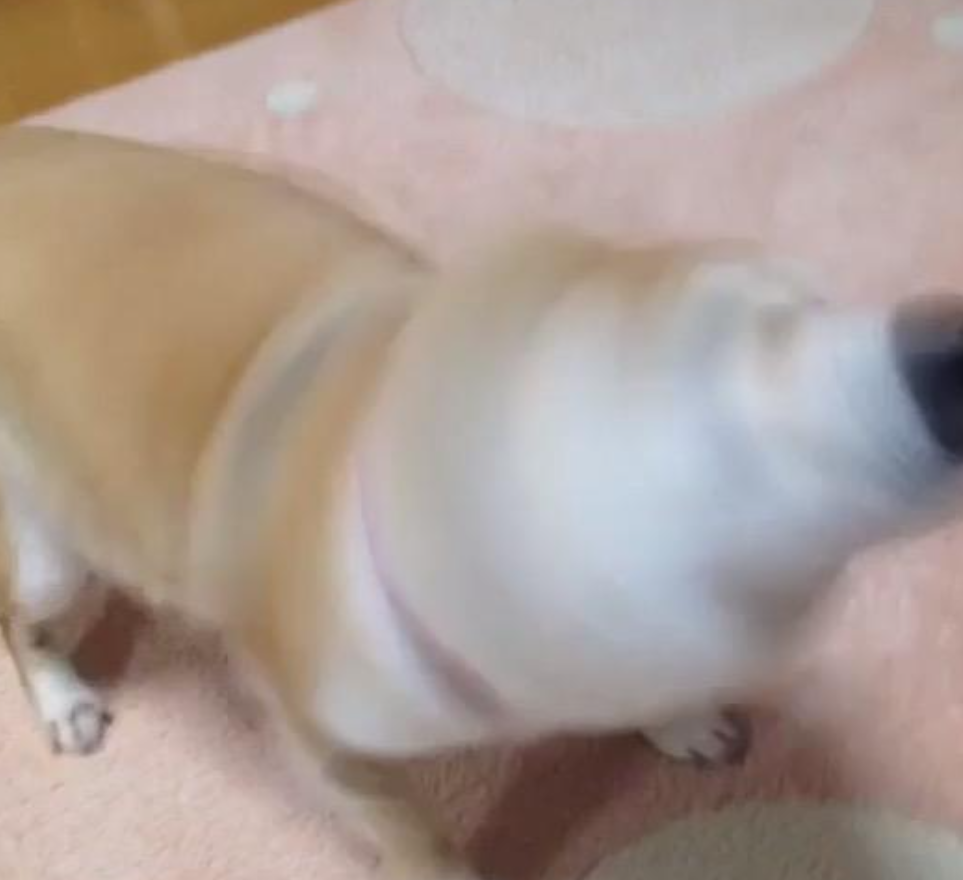本日の終わりに柴犬を愛でるトピ