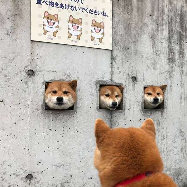 本日の終わりに柴犬を愛でるトピ