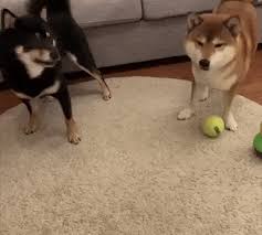本日の終わりに柴犬を愛でるトピ