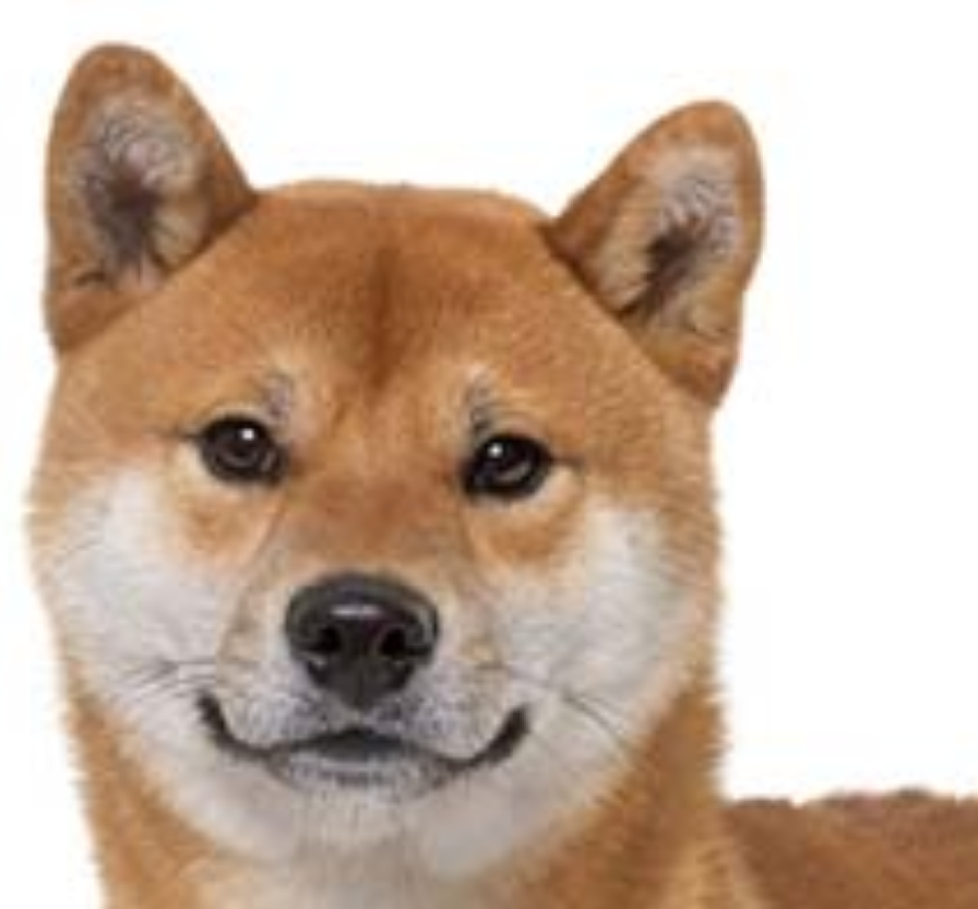 本日の終わりに柴犬を愛でるトピ