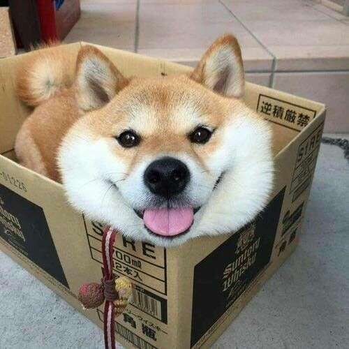 本日の終わりに柴犬を愛でるトピ