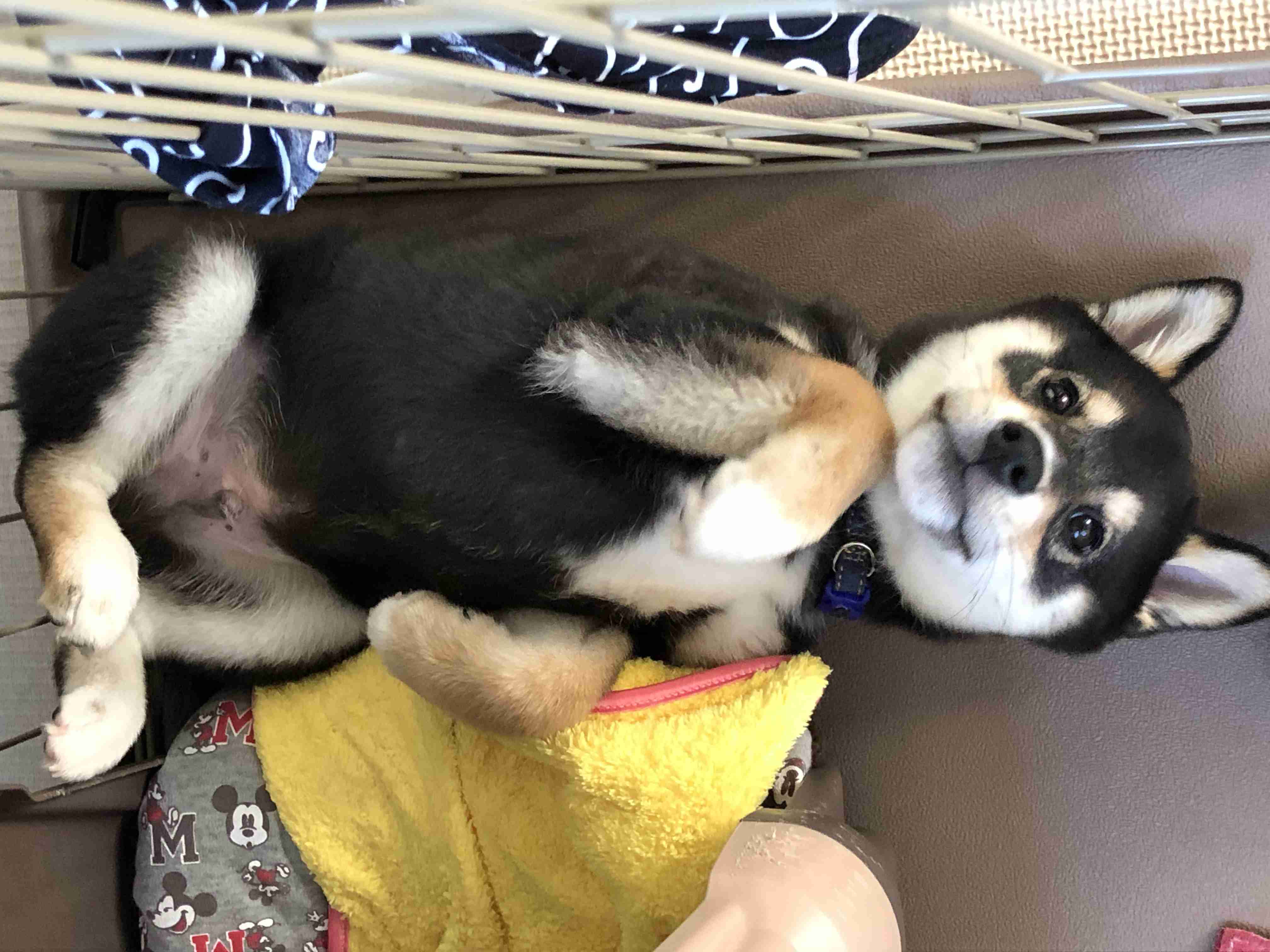 本日の終わりに柴犬を愛でるトピ