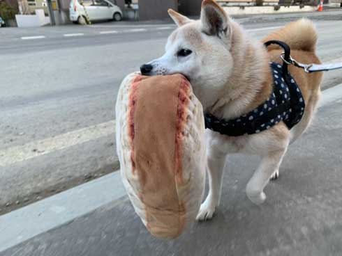 本日の終わりに柴犬を愛でるトピ