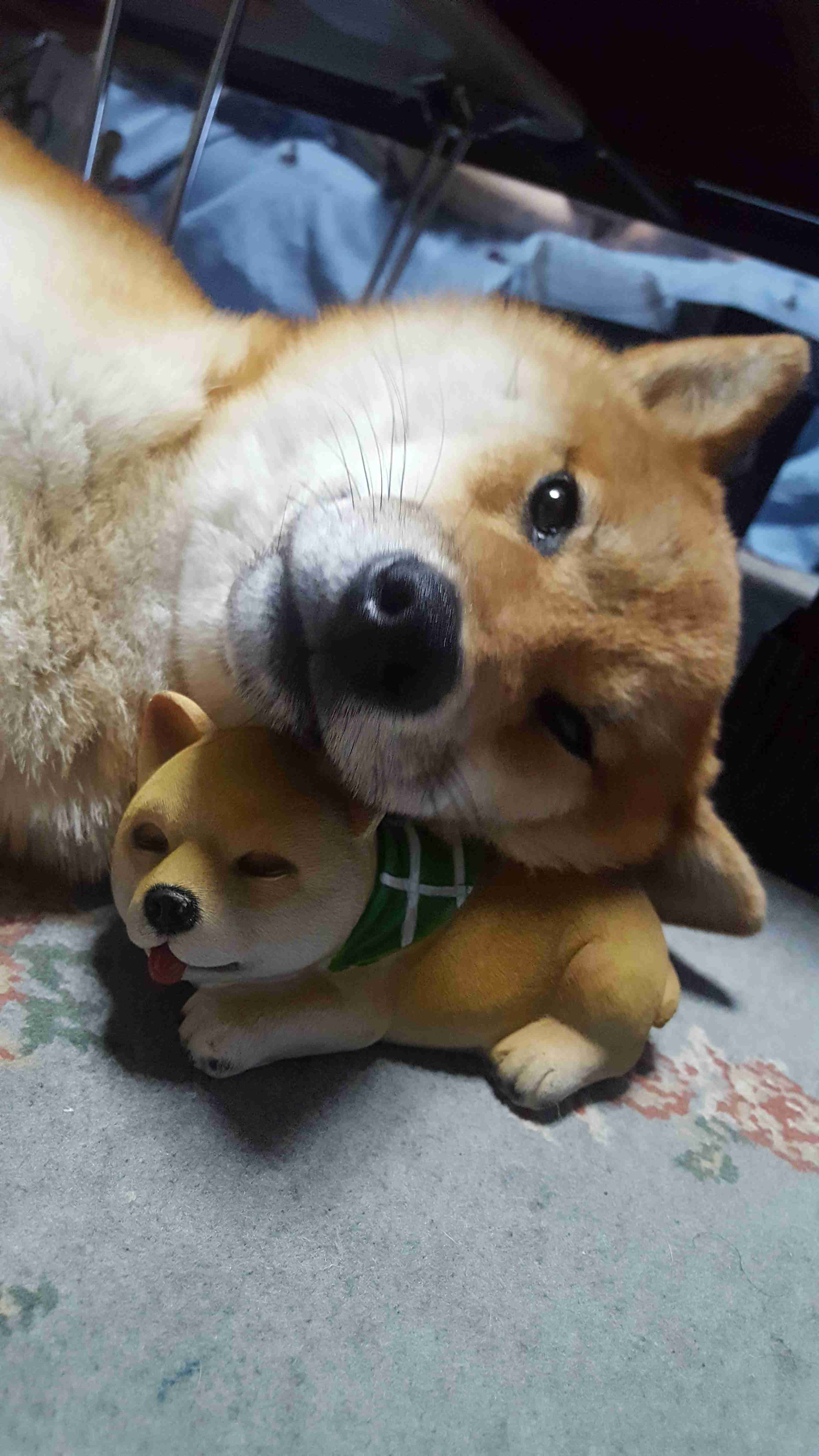 本日の終わりに柴犬を愛でるトピ