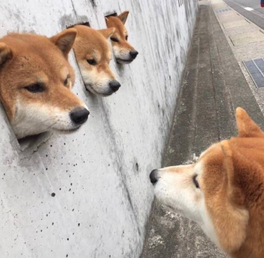 本日の終わりに柴犬を愛でるトピ