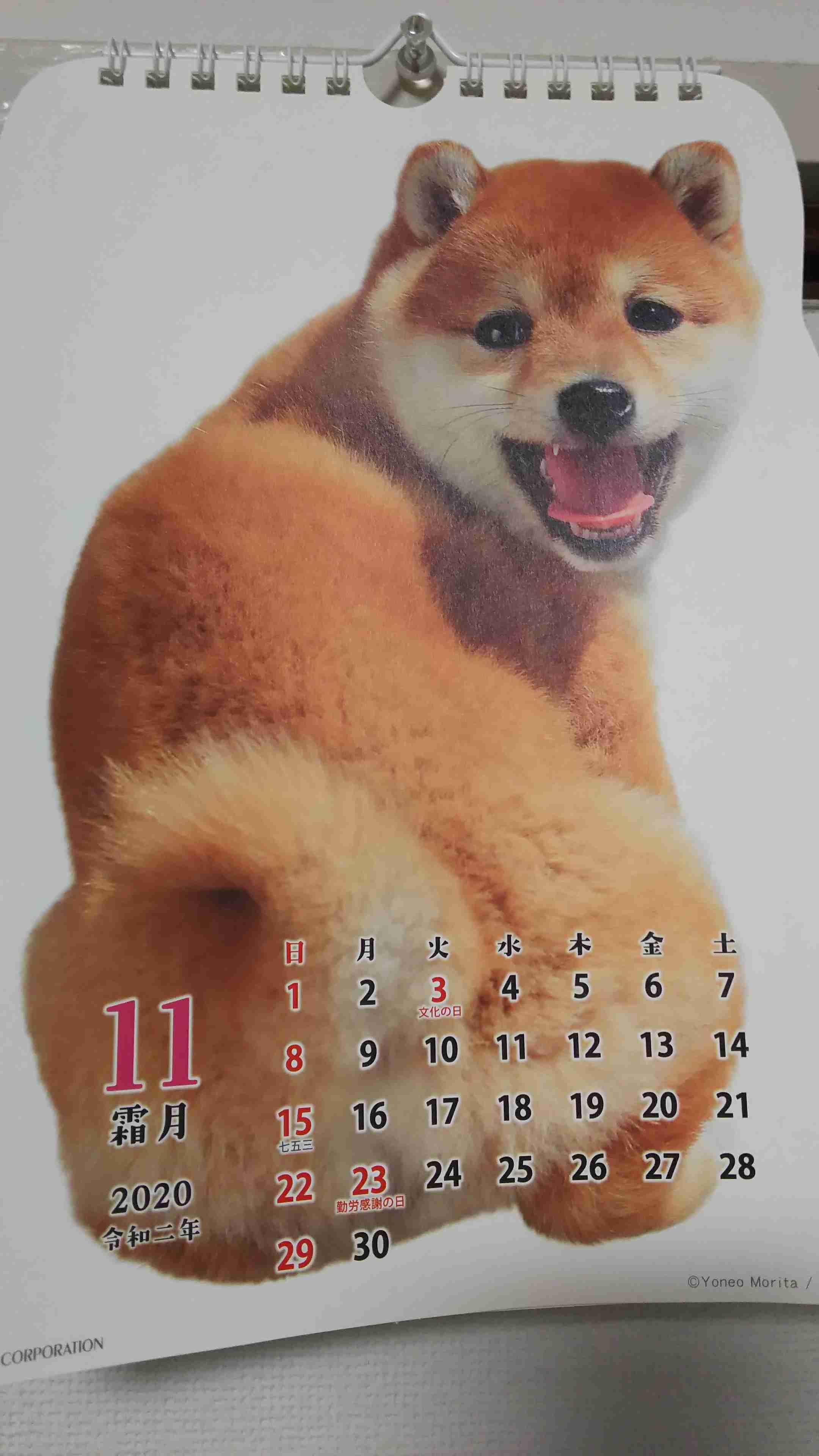 本日の終わりに柴犬を愛でるトピ