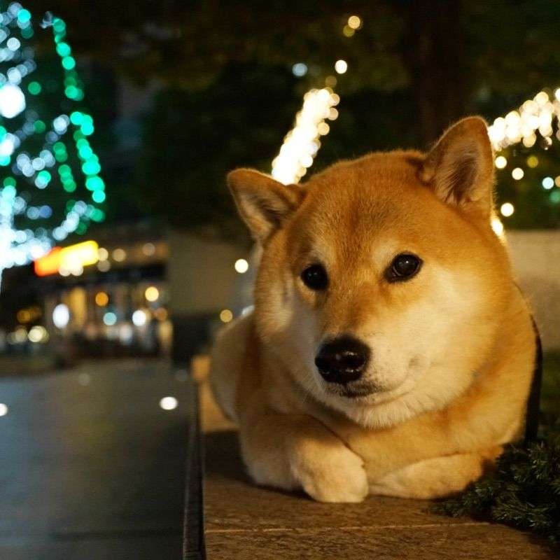 本日の終わりに柴犬を愛でるトピ