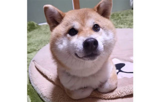 本日の終わりに柴犬を愛でるトピ