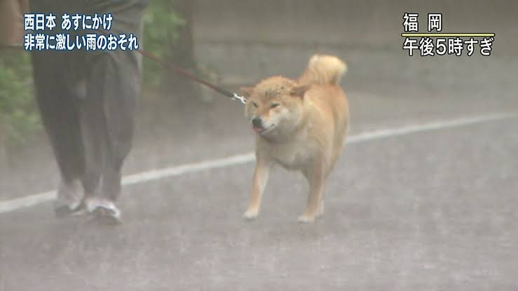 本日の終わりに柴犬を愛でるトピ