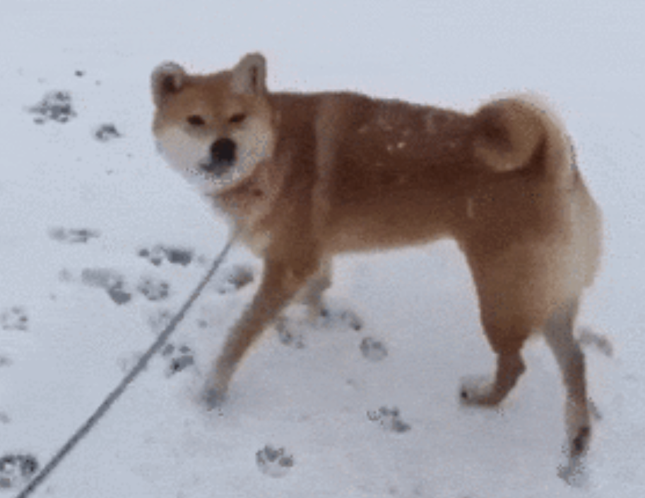 本日の終わりに柴犬を愛でるトピ