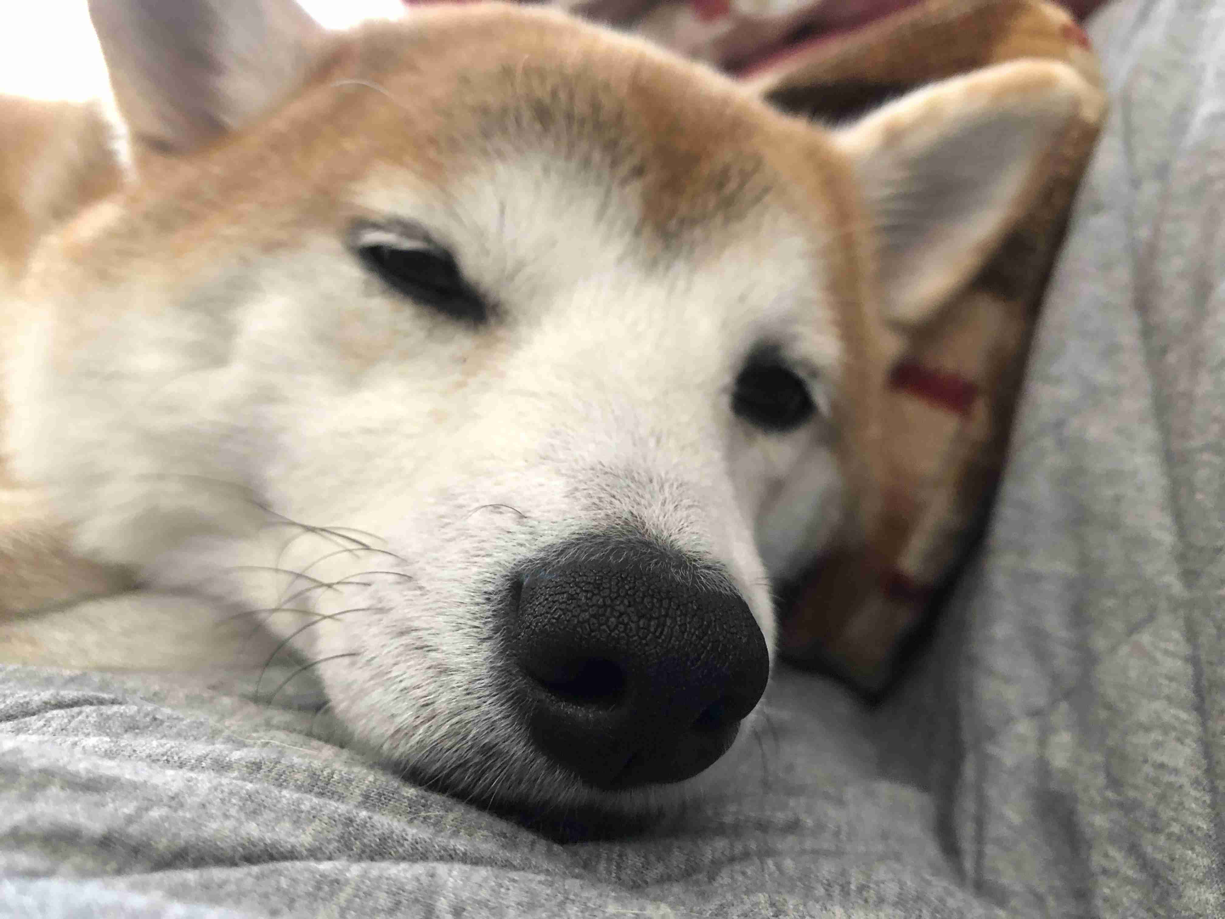 本日の終わりに柴犬を愛でるトピ