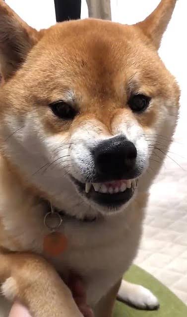 本日の終わりに柴犬を愛でるトピ