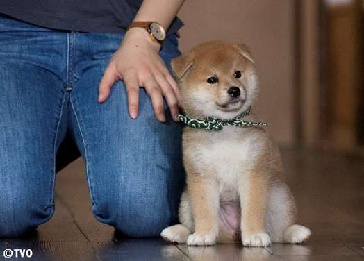 本日の終わりに柴犬を愛でるトピ