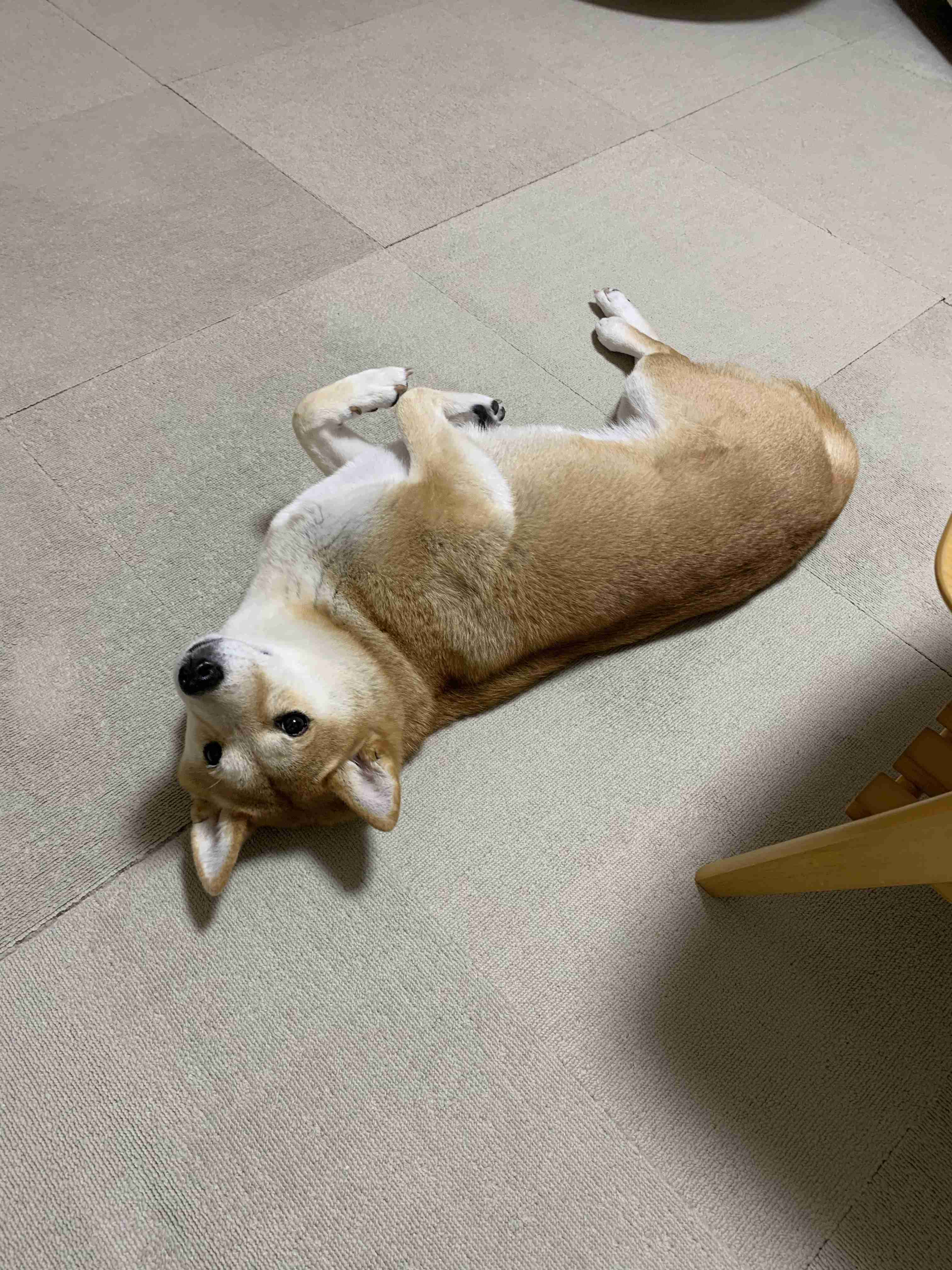 本日の終わりに柴犬を愛でるトピ