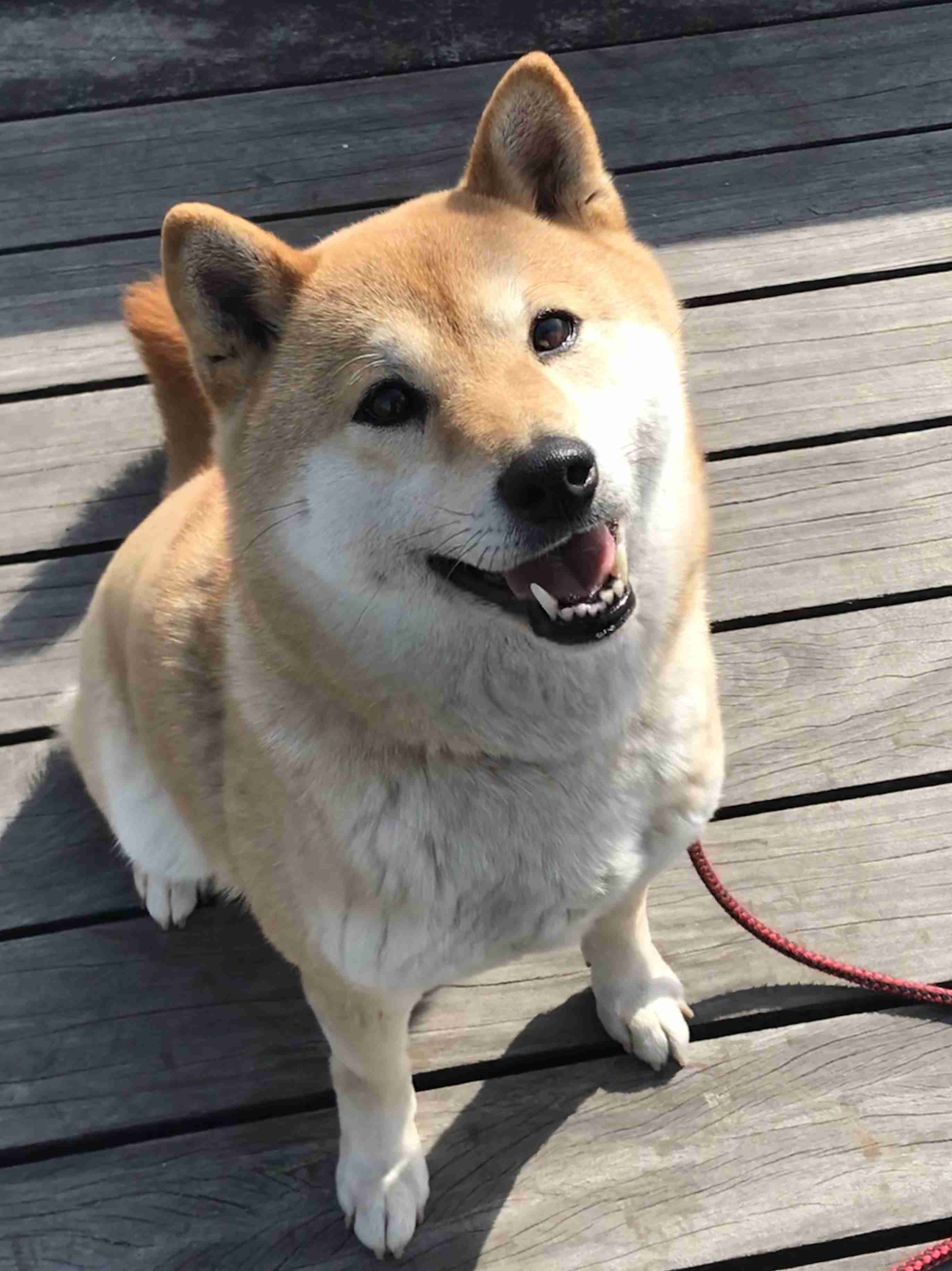本日の終わりに柴犬を愛でるトピ