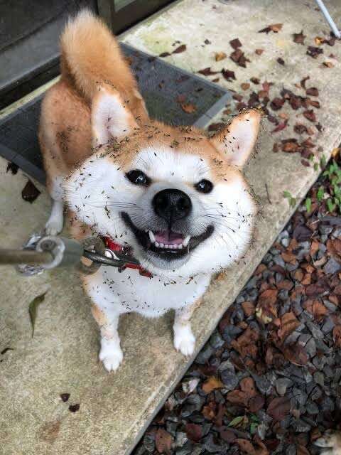 本日の終わりに柴犬を愛でるトピ