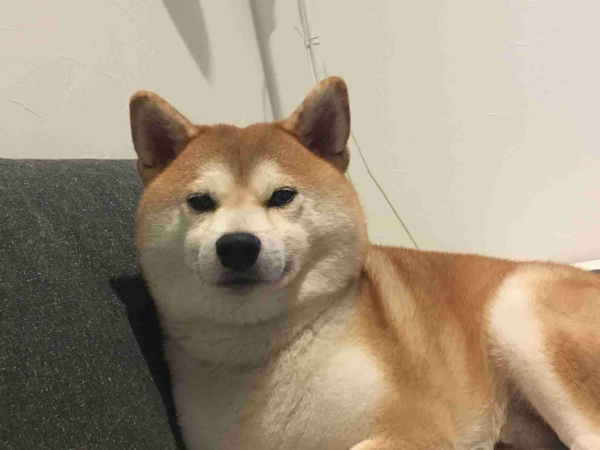 本日の終わりに柴犬を愛でるトピ