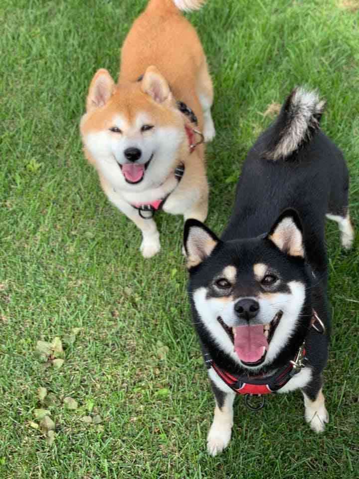 本日の終わりに柴犬を愛でるトピ
