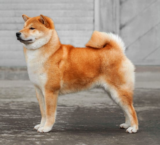 本日の終わりに柴犬を愛でるトピ