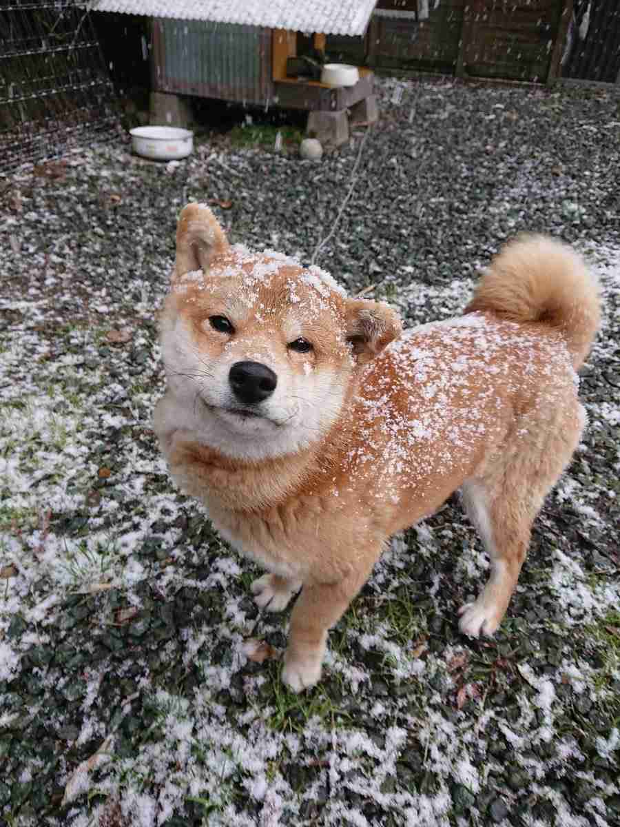 本日の終わりに柴犬を愛でるトピ