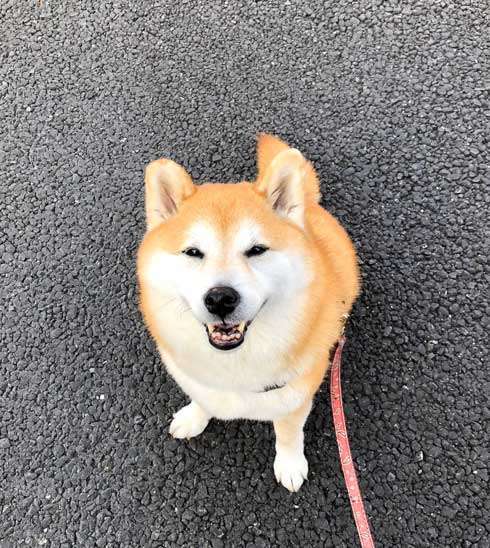 本日の終わりに柴犬を愛でるトピ
