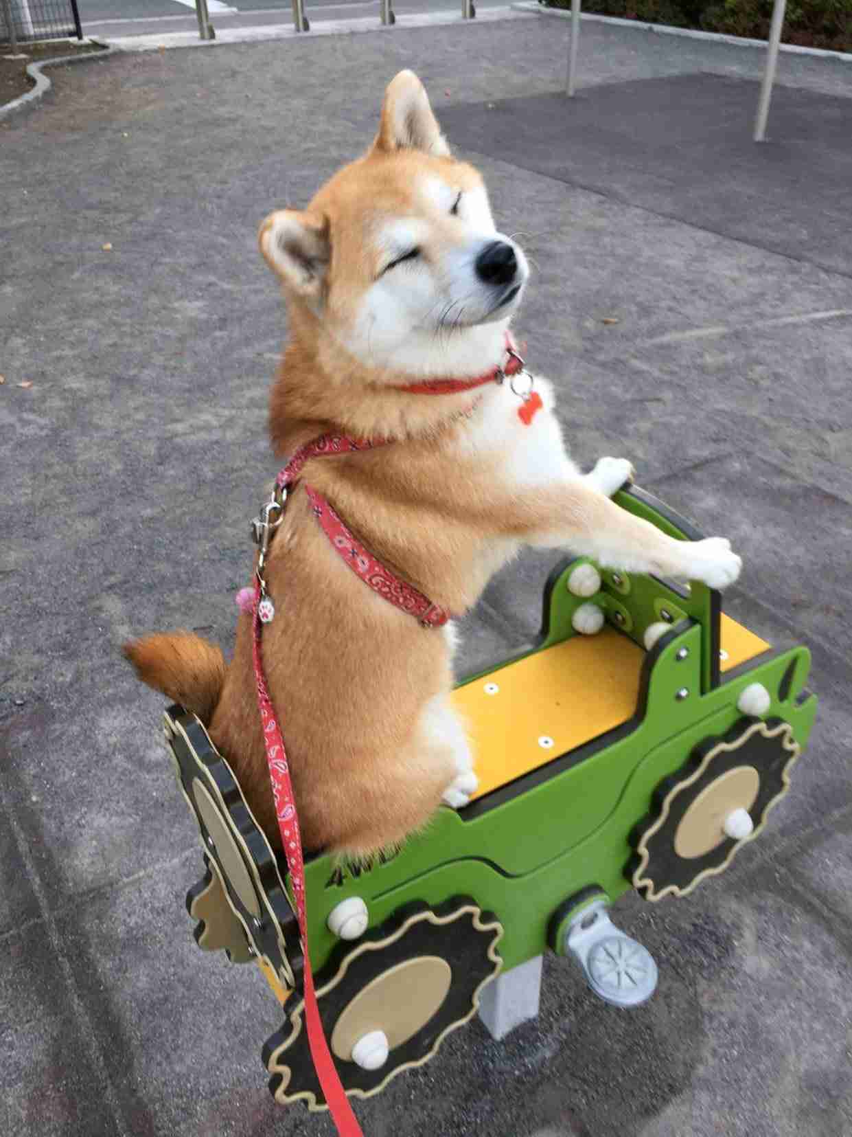本日の終わりに柴犬を愛でるトピ