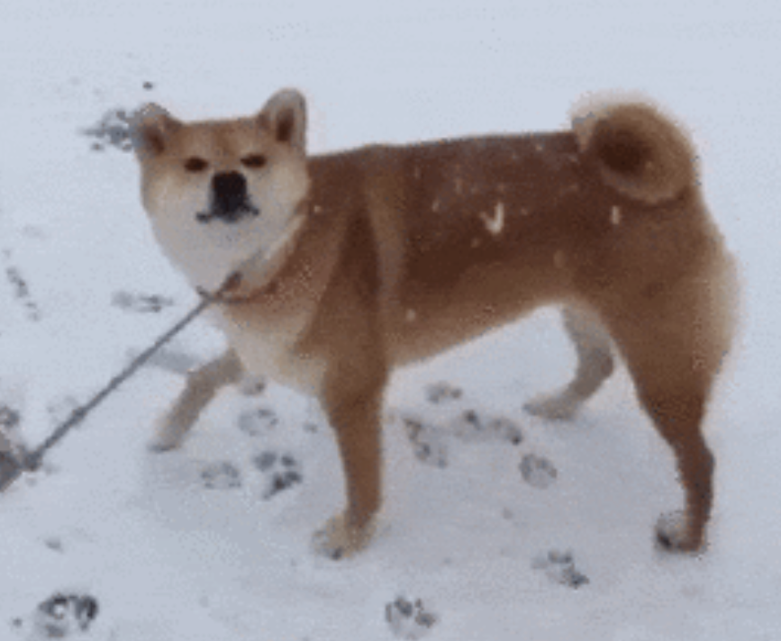 本日の終わりに柴犬を愛でるトピ