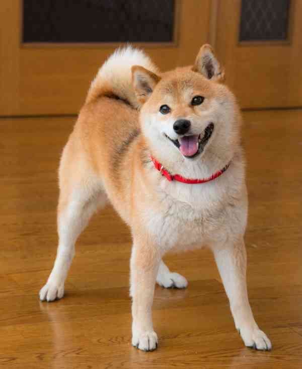 本日の終わりに柴犬を愛でるトピ
