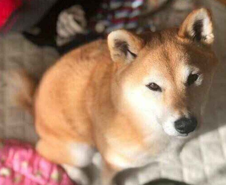 本日の終わりに柴犬を愛でるトピ