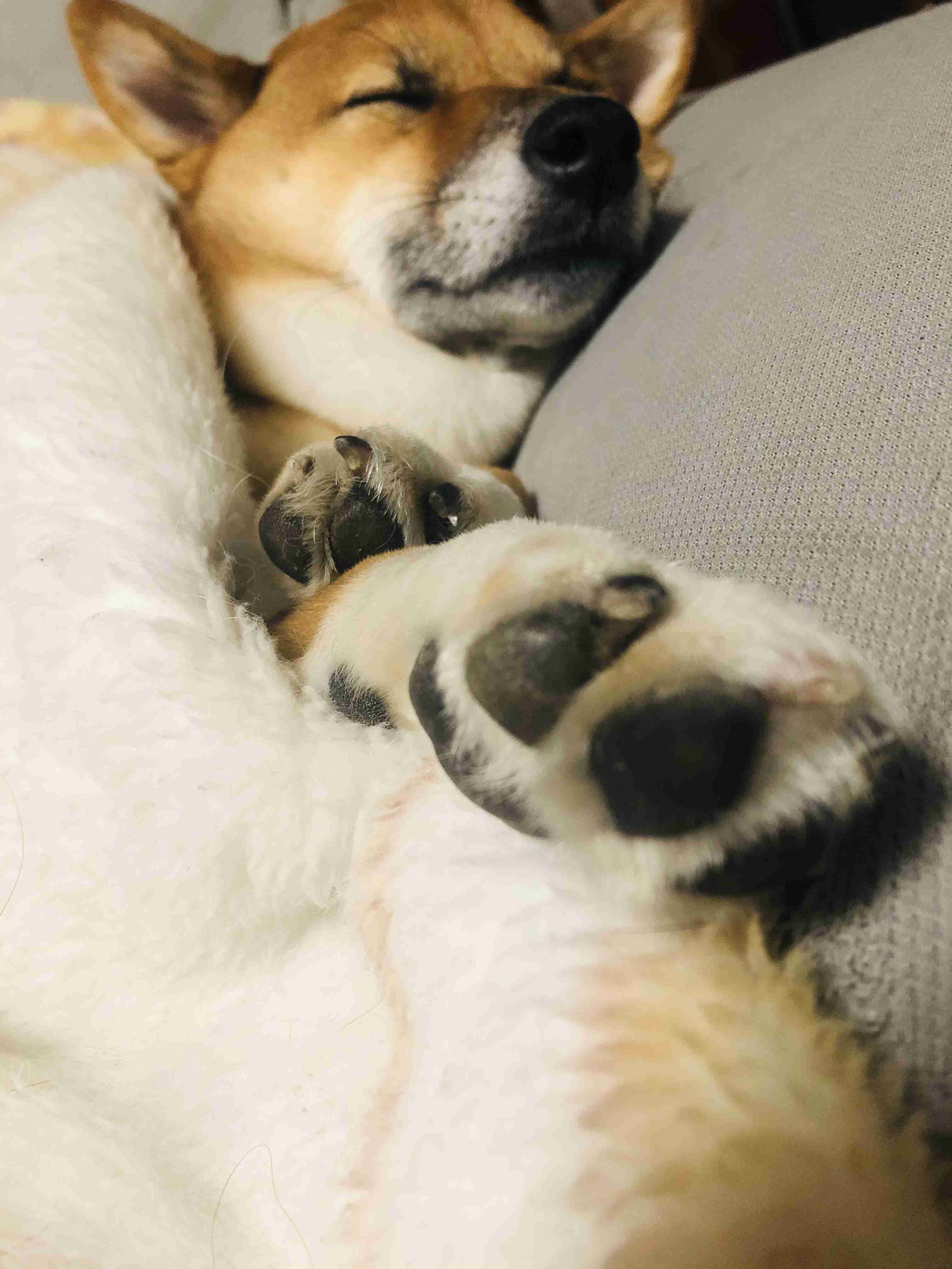 本日の終わりに柴犬を愛でるトピ