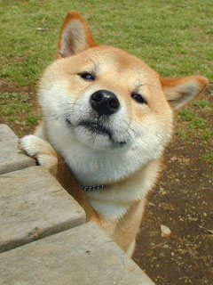 本日の終わりに柴犬を愛でるトピ