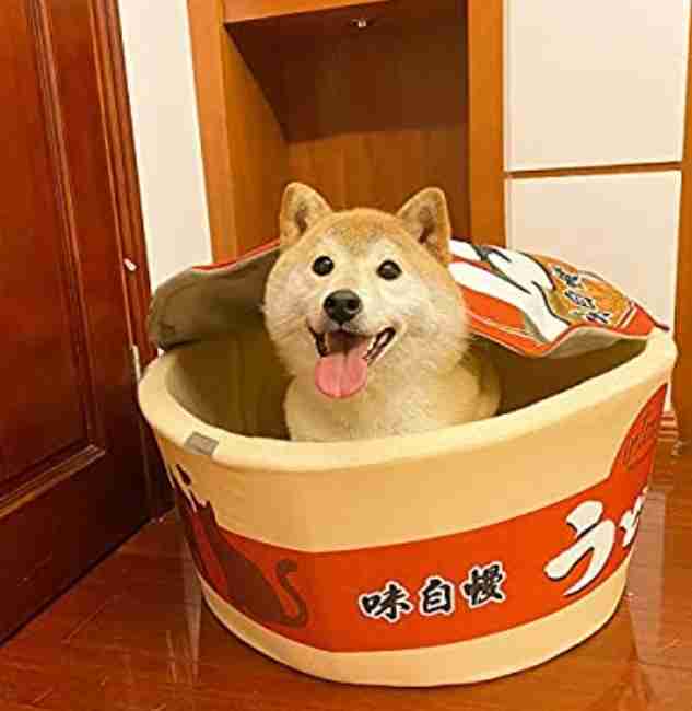 本日の終わりに柴犬を愛でるトピ