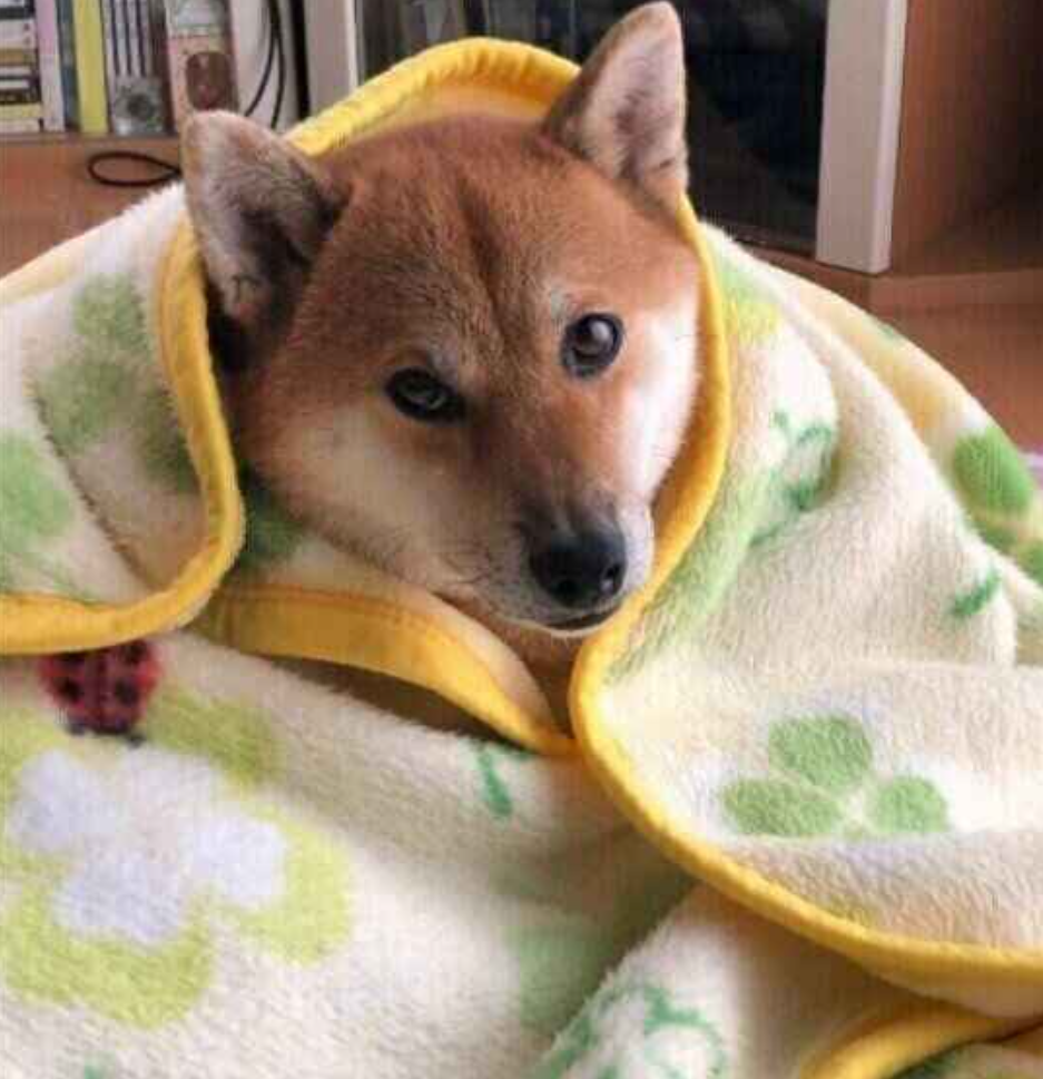 本日の終わりに柴犬を愛でるトピ