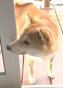 本日の終わりに柴犬を愛でるトピ