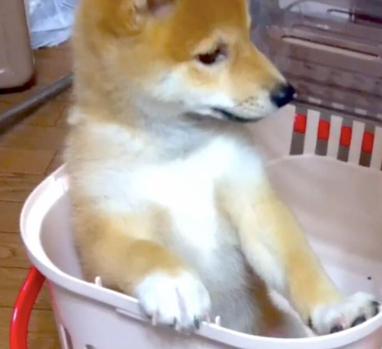 本日の終わりに柴犬を愛でるトピ
