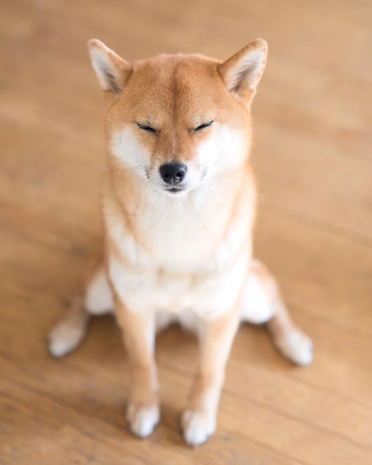 本日の終わりに柴犬を愛でるトピ
