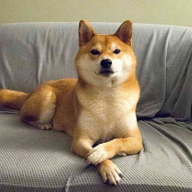 本日の終わりに柴犬を愛でるトピ