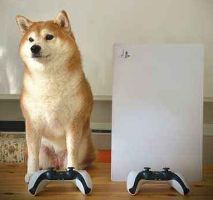 本日の終わりに柴犬を愛でるトピ