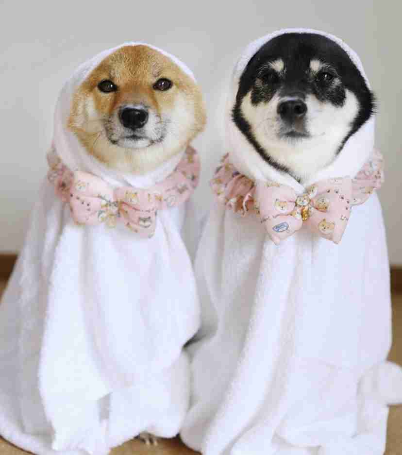 本日の終わりに柴犬を愛でるトピ