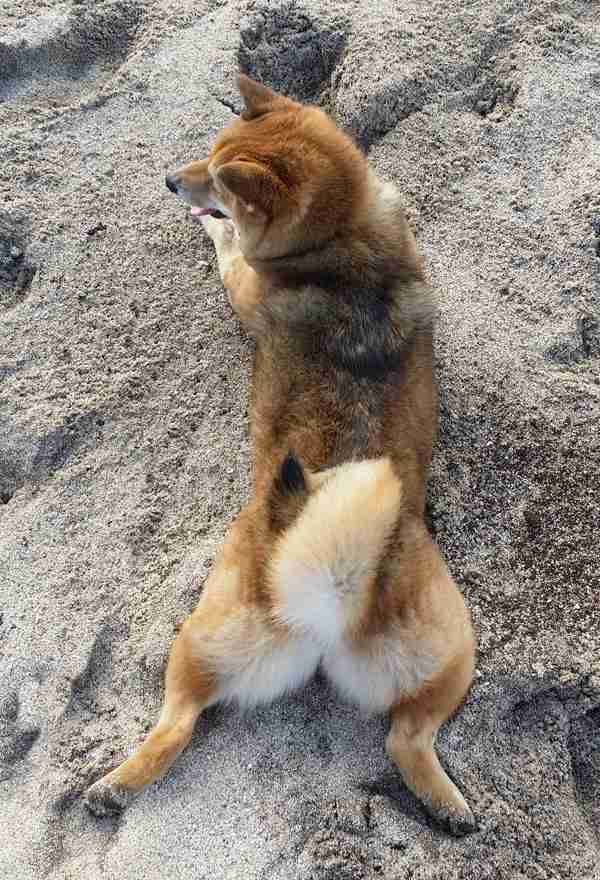 本日の終わりに柴犬を愛でるトピ