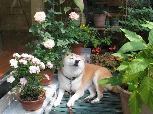 本日の終わりに柴犬を愛でるトピ