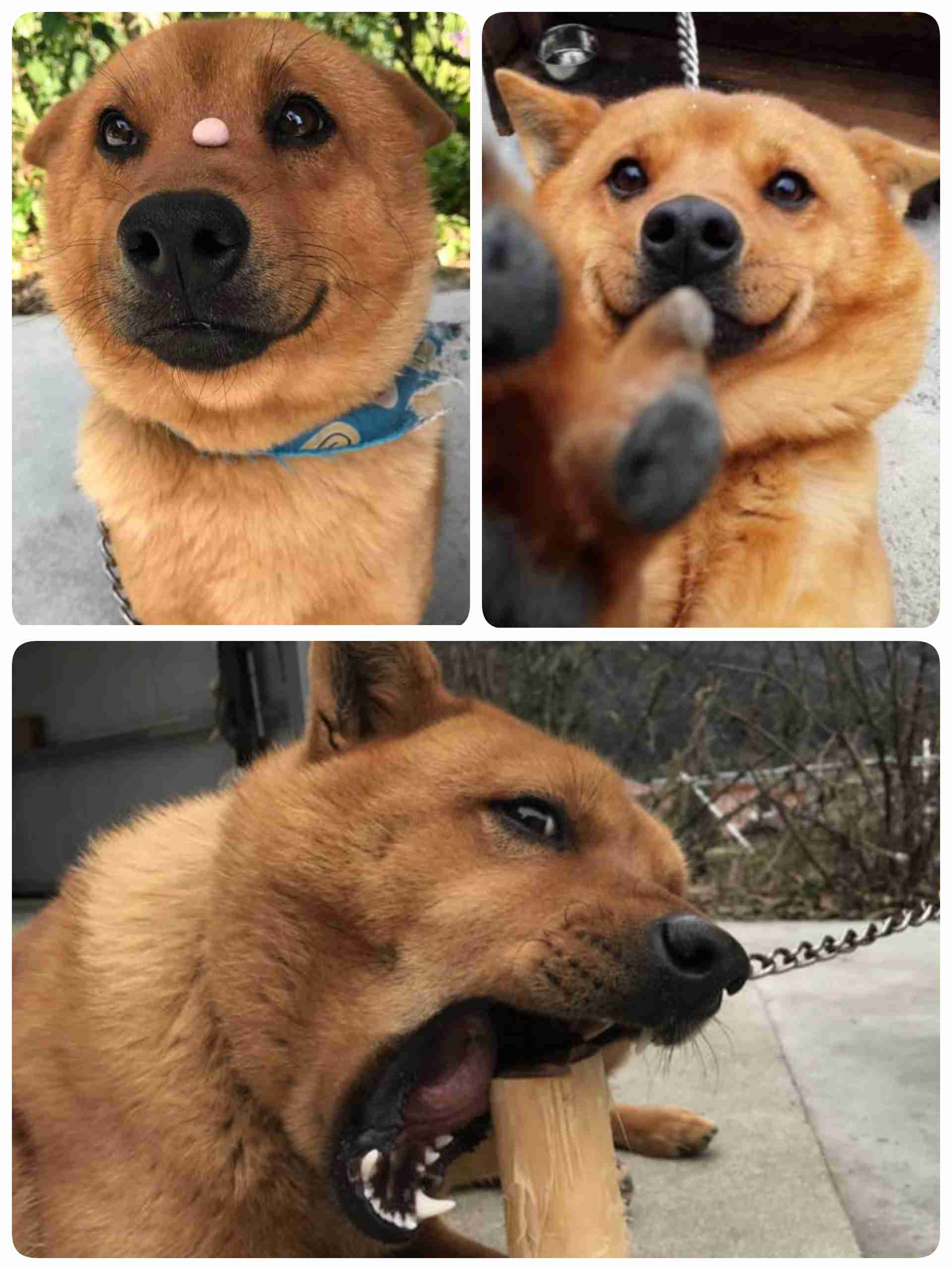 本日の終わりに柴犬を愛でるトピ