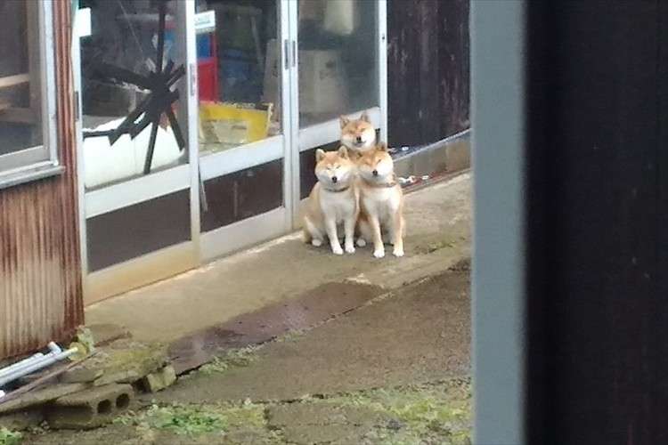 本日の終わりに柴犬を愛でるトピ