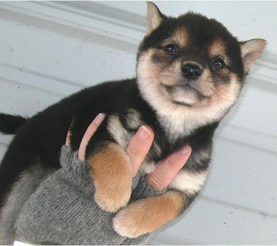 本日の終わりに柴犬を愛でるトピ